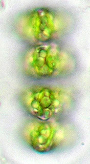Staurastrum groenbladii